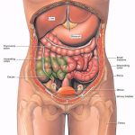 Abdomen diagram 1255.jpg