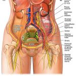 Abdomen diagram 1255.jpg