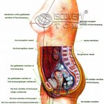 Abdomen diagram 1255.jpg