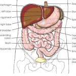 Abdomen diagram 1255.jpg