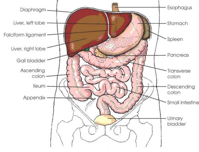 Abdomen Diagram Abdomen Diagram