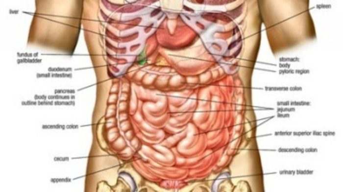 Anatomy Of The Female Abdomen And Pelvis, Cut away View ...