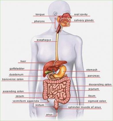 Anatomy Of The Female Abdomen And Pelvis, Cut away View | Healthiack