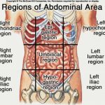 Anatomy Of The Female Abdomen And Pelvis, Cut away View