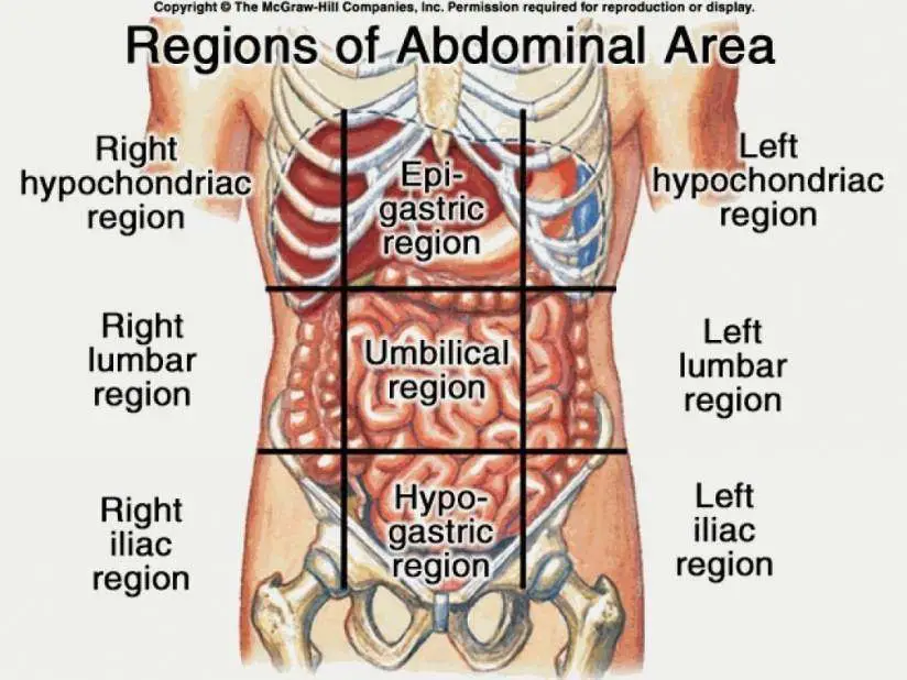 Anatomy Of The Female Abdomen And Pelvis, Cut away View Healthiack