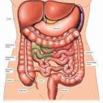 Anatomy Of The Female Abdomen And Pelvis, Cut away View
