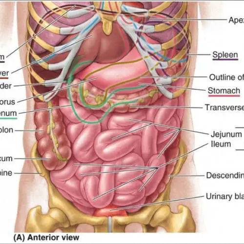 Anatomy Of The Female Abdomen And Pelvis, Cut away View