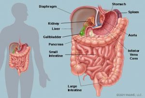 Anatomy Of The Female Abdomen And Pelvis, Cut away View | Healthiack