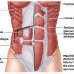 Anatomy Of The Female Abdomen And Pelvis, Cut away View