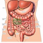 Appendix Diagram