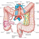 Appendix Diagram