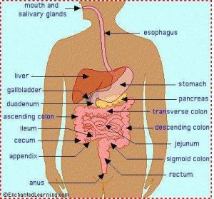 Appendix Diagram