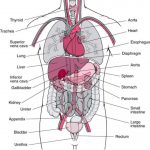 Appendix Diagram