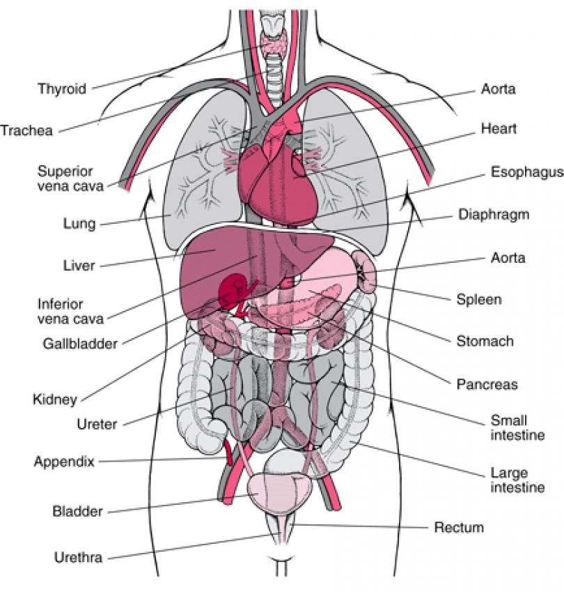 Appendix Diagram
