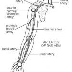 Arm Diagram