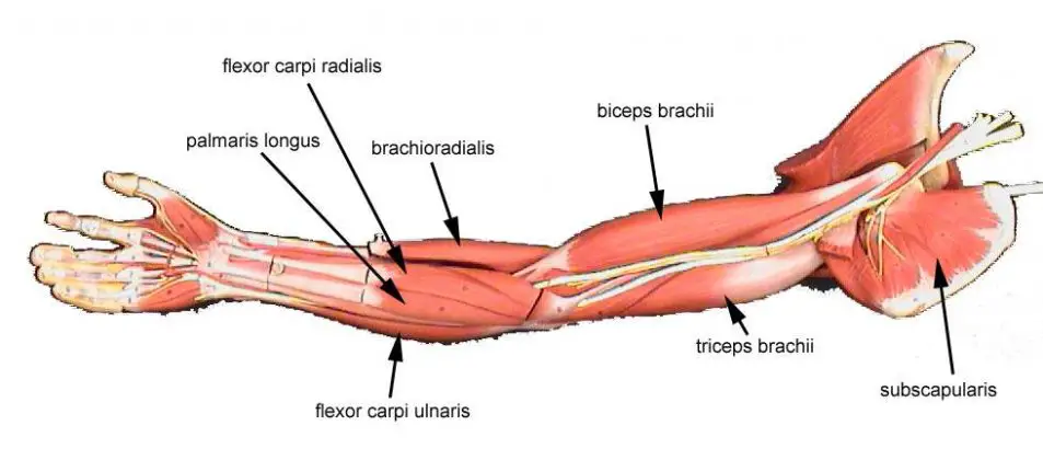 Arm Diagram