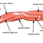 Arm Diagram