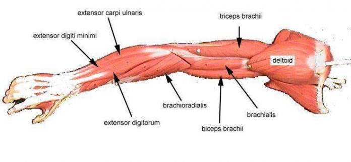 Arm Diagram