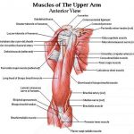 Arm Diagram