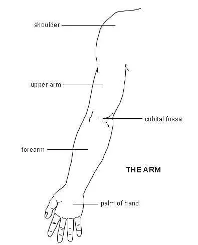 Arm Diagram