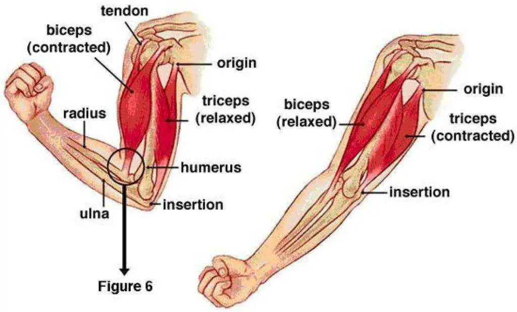 Arm Diagram