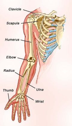 Arm Diagram