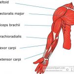 Arm Diagram