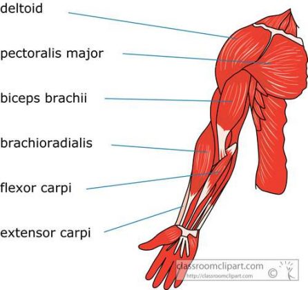 Arm Diagram