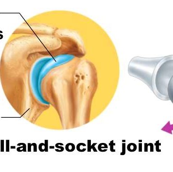 Ball And Socket Joint Diagram | Healthiack