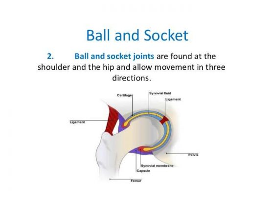 Ball And Socket Joint Diagram