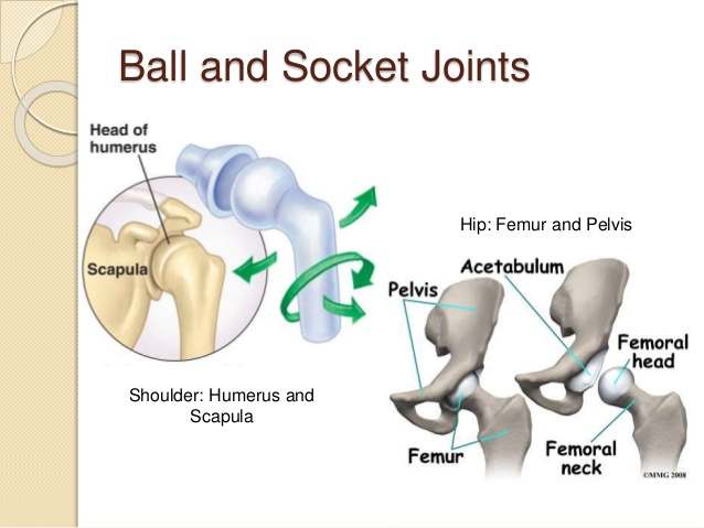 Ball And Socket Joint Diagram