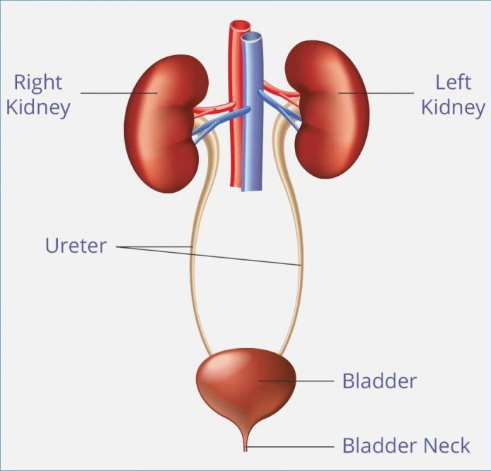 Bladder Diagram