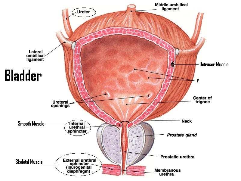Bladder Diagram Healthiack Bladder Diagram Healthiack