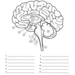 Diagram Of Human Brain