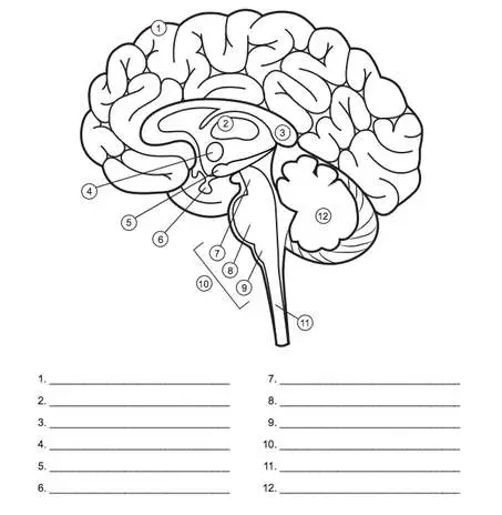 Diagram Of Human Brain