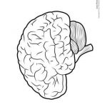 Diagram Of Human Brain