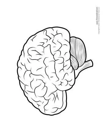 Diagram Of Human Brain