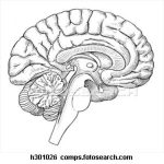 Diagram Of Human Brain