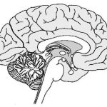 Diagram Of Human Brain