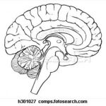 Diagram Of Human Brain