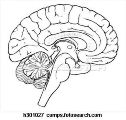 Diagram Of Human Brain