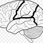 Diagram Of Human Brain