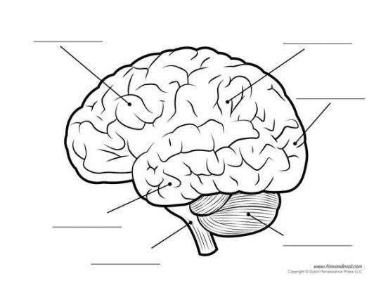 Diagram Of Human Brain