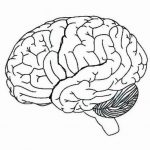 Diagram Of Human Brain