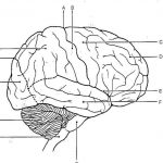 Diagram Of Human Brain