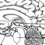 Diagram Of Human Brain
