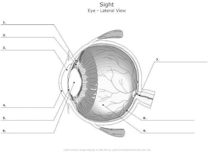 Blank Eye Diagram 