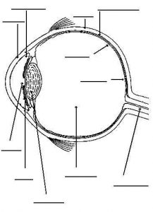 Blank Eye Diagram