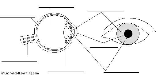 Blank Eye Diagram