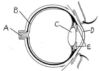 Blank Eye Diagram